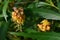 Chinese mahonia (Berberis fortunei ) Buds and flowers. Berberidaceae evergreen shrub.