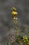 Chinese mahonia  Berberis fortunei  flowers.