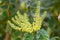 Chinese mahonia, Mahonia fortunei, flowering