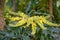 Chinese mahonia, Mahonia fortunei, with yellow flowers