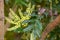 Chinese mahonia, Mahonia fortunei, yellow inflorescence