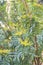 Chinese mahonia, Mahonia fortunei, yellow spring flowers