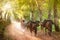 A Chinese man walking with horses laden with tea, China