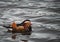 Chinese mandarin male duck floating on a lake