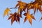 Chinese Maple - Acer flabellatum