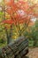 Chinese Maple tree in autumn