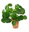 Chinese money plant or pancake plant, Pilea peperomioides, isolated over white