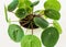 Chinese money plant pilea peperomioides against white backdrop.