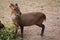 Chinese muntjac (Muntiacus reevesi), also known as the Reeves\'s
