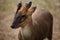 Chinese muntjac (Muntiacus reevesi), also known as the Reeves\'s