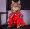 Chinese New Year. Cat in a red dress. Striped brown cat and Chinese New Year.