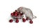 Chinese New Year. Charming dambo rat on a white isolated background eats a sweet cherry. Cute pet. The symbol of 2020