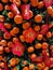 Chinese New Year Decoration Mandarin Orange Tangerine Plants Display Exhibition CNY Festival Rich Wealthy Luxury Lifestyle