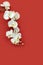 Chinese new year oriental white orchid on red paper background