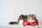 chinese new year with scottish cat wear red traditional china clothing with white background