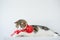 chinese new year with scottish cat wear red traditional china clothing with white background