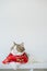 chinese new year with scottish cat wear red traditional china clothing with white background