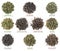 Chinese oolong tea collection