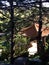 Chinese Pagoda trees garden rooftop