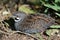 Chinese Painted Quail