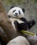 Chinese panda bear eating bamboo, china