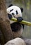 Chinese panda bear eating bamboo, china