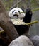 Chinese panda bear eating bamboo, china