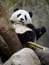 Chinese panda bear eating bamboo, china