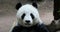 Chinese Panda Bear eating bamboo close 4K