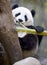 Chinese panda bear male juvenile eating bamboo