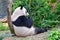 Chinese Panda sitting and leaning on tree trunk while eating bamboo