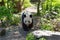 Chinese panda walks through a bamboo forest