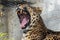 Chinese panther leopard close up portrait