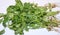 Chinese parsley, dhania or cilantro, freshness coriander leaf