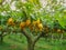 Chinese pear covered by paper to protection from bugs from organic farm.