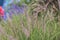 Chinese Pennisetum, Dwarf Fountain Grass, Ornamental grass