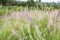 Chinese Pennisetum or swamp grass, Pennisetum alopecuroides with blurry green leaves background in garden