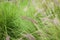 Chinese Pennisetum or swamp grass, Pennisetum alopecuroides with blurry green leaves background in garden