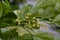 Chinese Perfume Tree with tiny yellow flowers