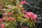 Chinese Pieris