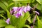 Chinese pink urn orchid Bletilla striata