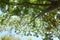 Chinese pistache ( Pistacia chinensis ) Fresh green. Anacardiaceae dioecious deciduous tree.