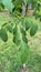 Chinese Pistache tree leaves dangling on branch