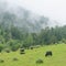 Chinese plateau pasture feeding yak scenery