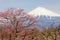 Chinese plum flower and Mountain Fuji