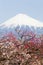 Chinese plum flower and Mountain Fuji in spring