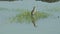 Chinese pond heron
