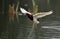 Chinese Pond-Heron