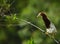 Chinese Pond Heron