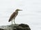 Chinese Pond Heron